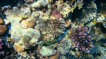 Wall Mural - Blue triggerfish swimming in Red Sea, Egypt