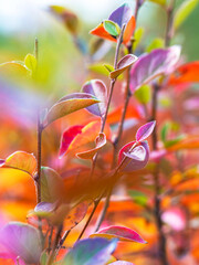 Wall Mural - Images of colorful leaves. Natural natural backgrounds for a variety of purposes. Concept of autumn. Selective focus.Vertical frame