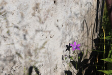 Photo Of Wild Flower At The Well On Summer Day In Village
