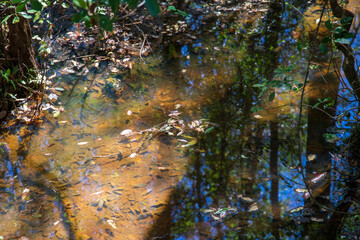 the silky brown waters of Sandy Run Creek with fallen autumn leaves floating on the water at The Walk at Sandy Run in Warner Robins Georgia USA
