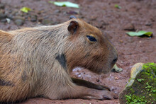 Capybara (Hydrochoerus Hydrochaeris) Is In Their Cage