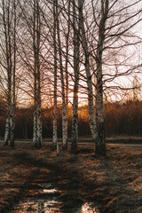 Wall Mural - sunset in the forest