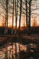 Wall Mural - sunset in the forest