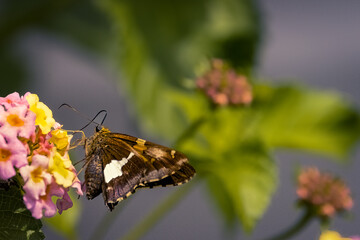 Sticker - Butterfly on a Flower on a Sunny day