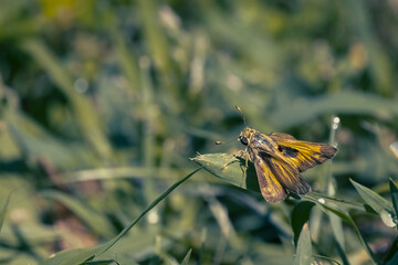 Sticker - Butterfly on a Leaf