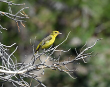 Summer Tanager In Lassen National Forest, California