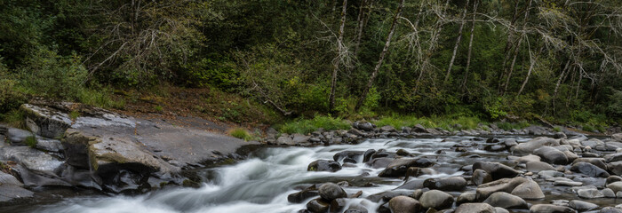 Wall Mural - water flowing in the forest