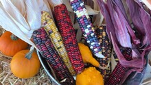 Harvest Halloween Fall Multicolored Black Red Indian Corn Or Sometimes Calico Corn Is A Variety Of Corn, The Same Species As Common 
