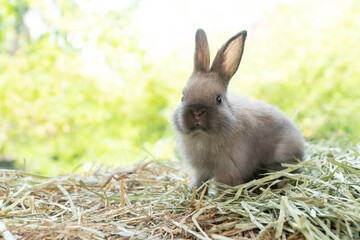 Wall Mural - Little baby rabbit bunny playful on dry straw over bokeh spring green background. Healthy cuddle fluffy hair brown rabbit bunny sitting on natural with sunlight summer time. Easter pet animal concept
