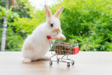 Wall Mural - Adorable baby rabbit bunny pushing shopping basket cart with cookie carrot standing over green nature background. Furry young bunny stand on two legs. Easter bunny animal shopping online concept.