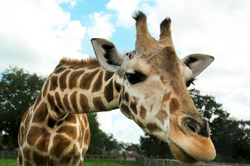 Wall Mural - Beautiful spotted African giraffe in safari park, closeup