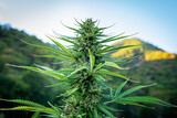 Fototapeta Tęcza - Close up of marijuana bud in full flower with mountains in the background at a hemp farm in Southern Oregon.