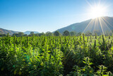Fototapeta Tęcza - Large marijuana crop ready for harvest at sunrise at a hemp farm in Southern Oregon.