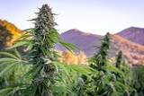Fototapeta Tęcza - Marijuana bud in full flower ready for harvest with beautiful mountains in the background at a hemp farm in Southern Oregon.