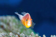 Pink Skunk Clownfish and Anemone