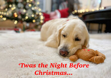 Twas The Night Before Christmas Eve Holiday Retriever Dog Sleeping In Front Of Christmas Tree With Gingerbread Man Toy Present Indoors On White Fluffy Rug 