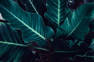 Wall Mural - Tropical green leaf on dark background in natural rain forest