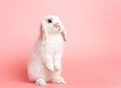 Side view of white cute baby holland lop rabbit standing on pink background. Lovely action of young rabbit.