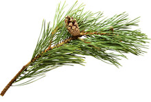 Pine Fir Branch With Cone On Transparent Background