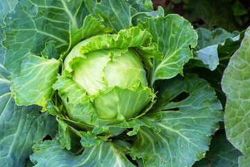 Sticker - Juicy fresh white cabbage after rain in the vegetable garden