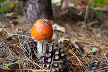Orange Amanita Mushroom In Pine Tree Autumn Forest.  White Spotted Toadstool Poisonous Mushroom. Autumn Composition Wit Pine Cone And Orange Amanita Mushroom. Selective Focus