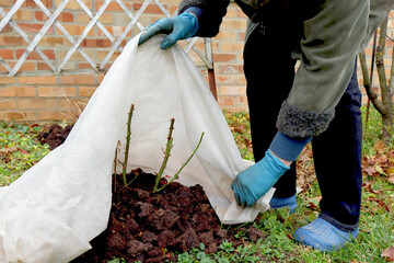 Shelter roses for the winter. Frost protection for garden plants