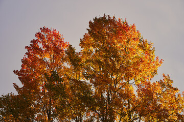 Wall Mural - a grove of aspen trees by a field in the morning light at autumn