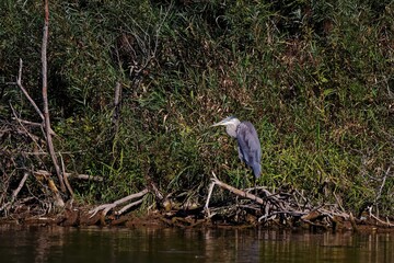 Sticker - Great blue heron ( Ardea cinerea ) is the largest American heron hunting small fish, insect, rodents, reptiles, small mammals, birds and especially ducklings.