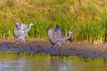 Wall Mural - The sandhill crane (Antigone canadensis) on the river bank