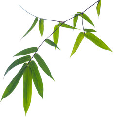 green bamboo leaves on isolated white background.
