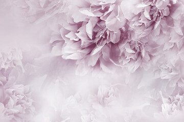  Peonies light purple  flowers.  Floral  background.   Flowers and petals.  Nature.