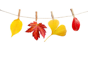Wall Mural - four autumn leaves hanging on a rope, isolated on transparent background