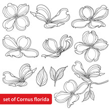 Set With Outline American Dogwood Or Cornus Florida Flowers And Leaves In Black Isolated On White Background. 