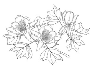 Branch with outline Liriodendron or tulip tree flower and leaves in black isolated on white background. 