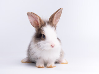 Front view of cute baby rabbit sitting isolated on white background. Lovely action of young rabbit.