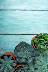 Poster - variety of succulent plants on turquoise wooden surface. Empty space for your text.