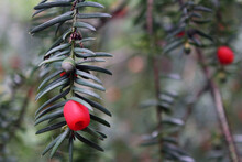 The Branches And Berries Of The Yew Tree. Yew Tree Macro. Red Berries On A Background Of Green Branches
