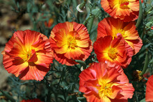 A Group Of Red-orange Eschscholzia Flowers Unfurled Their Heads After The Sun