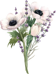 Beautiful png floral illustration with hand drawn watercolor anemone flower. Stock clip art.