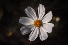 Close-up Of Sonata White Or Cosmos Bipinnatus In Bloom Illuminated By Sunlight Against A Dark Blurred Background. Flower Macro Photography In Moody Tones
