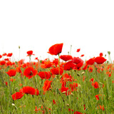 Fototapeta Panele - Field with red poppies on a white background