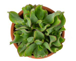 Poster - Ruffle jade Crassula in a pot isolated on white background