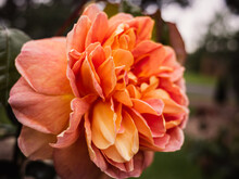 Orange Rose Flower In The Garden