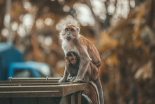 Protective Monkey Mom Holding Her Baby While Standing On A Trash Dumper