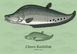 Clown Knifefish. Vector illustration with refined details and optimized stroke that allows the image to be used in small sizes (in packaging design, decoration, educational graphics, etc.)