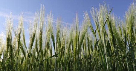 Wall Mural - The wind moves some young green wheat plants on a wheat grain field. Agriculture and farming industry.