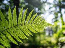 Fern Leaves In Forest In Sunshine.