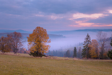 Wall Mural - Beautiful autumn scenery of foggy valley at Carpathian mountains at early morning before sunrise. Grass hill with yellow trees in the foreground.