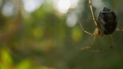 Small grey spider spins web hanging upside-down on fuzzy background slow motion. Probe lens shot of arachnid extreme close view bokeh effect