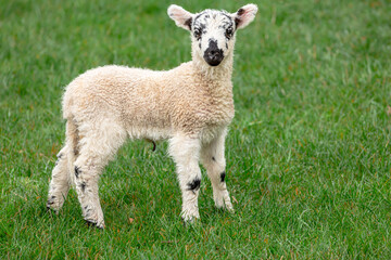 Wall Mural - Very young, alert, Swaledale mule lamb in Springtime.  Facing camera and stood in a lush green field.  Yorkshire Dales, UK.  Clean background. Horizontal.  Copy Space.